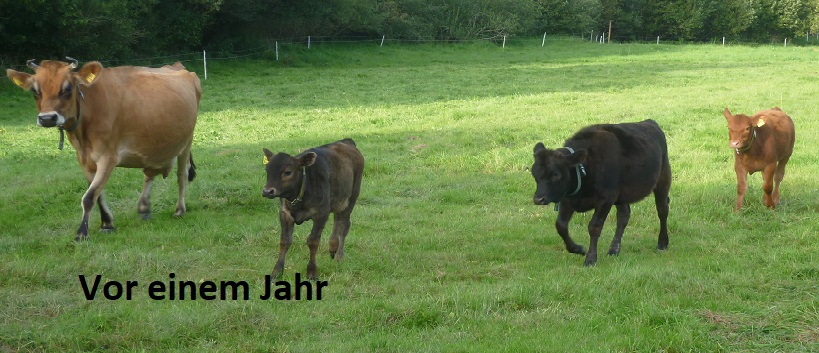 5 kg Rindfleisch  (Mischpaket) von unseren Jerseys