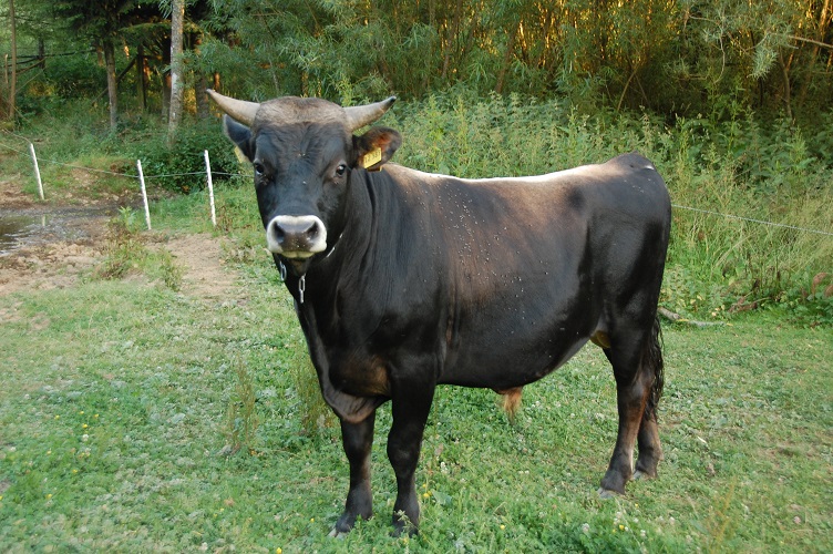 Ole