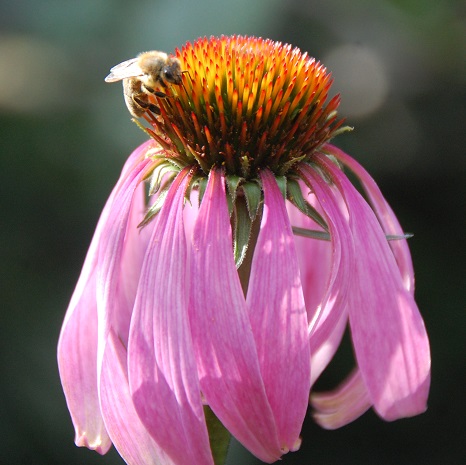 Biene-auf-Echinacea