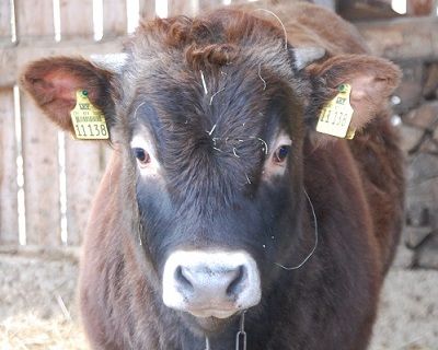 5 kg Jerseykalbfleisch (Mischpaket)